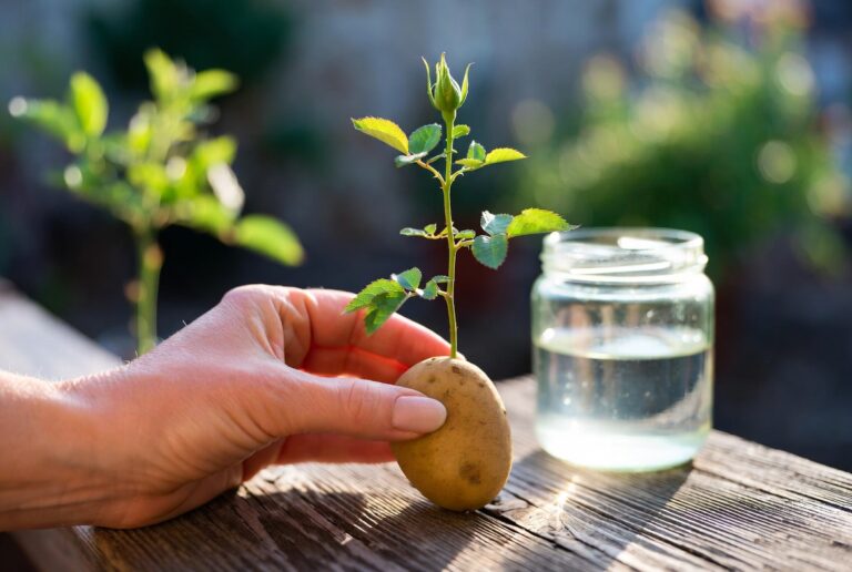 Cum să plantezi trandafirii fără rădăcini – metoda care funcționează de fiecare dată🌹✨ trandafiri